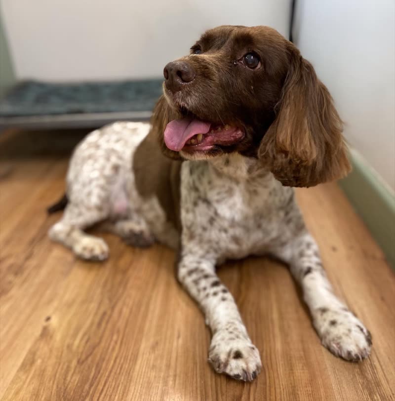Liver-and-white springer spaniel lying on the wooden floor of the grooming room after its groom