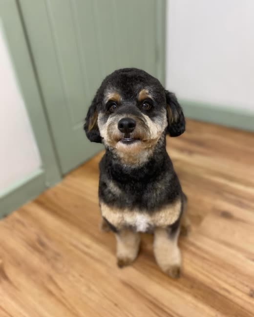Black and tan poodle-cross with neatly trimmed face and ears after grooming