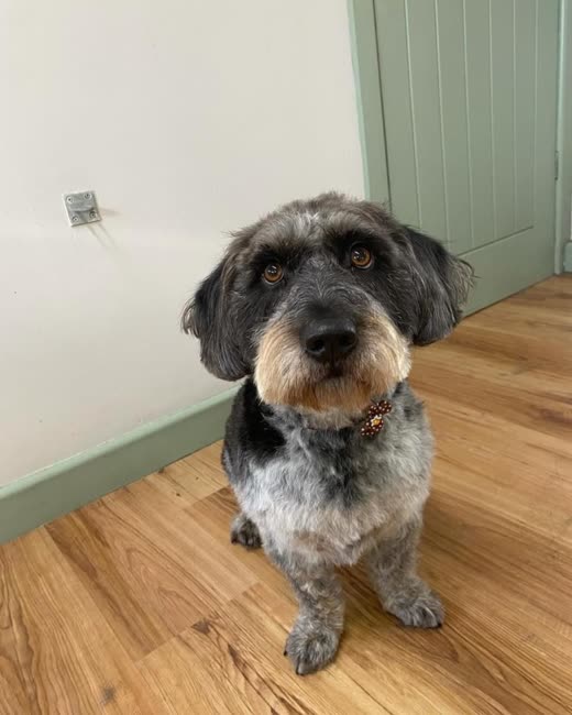 Grey and tan wire-coated terrier cross looking up at the camera after a hand-strip